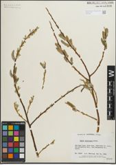 Foto von Salix lasiolepis Benth.